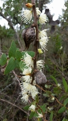 Hakea ferruginea