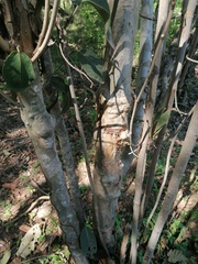 Coccoloba acapulcensis