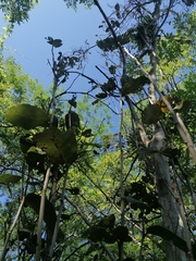 Coccoloba acapulcensis