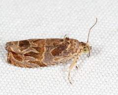 Olethreutes sericoranum