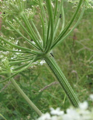 Heracleum freynianum