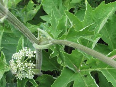 Heracleum freynianum