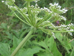 Heracleum freynianum