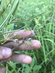 Desmodium sessilifolium