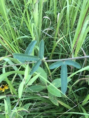 Desmodium sessilifolium