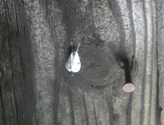 Cliniodes ostreonalis