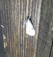 Cliniodes ostreonalis