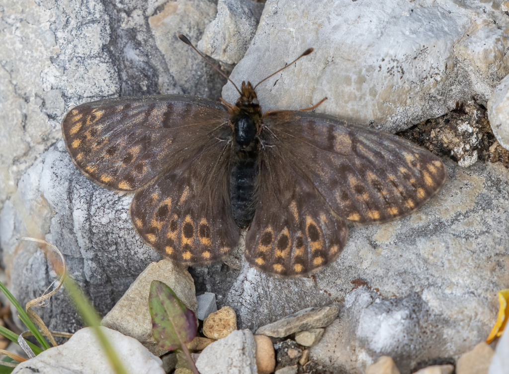 Beringian Fritillary
