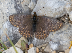 Boloria natazhati
