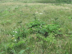 Agasyllis latifolia