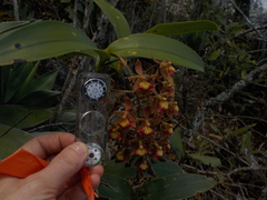 Epidendrum radioferens