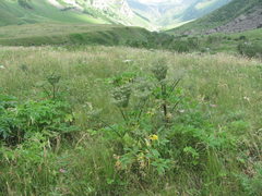 Agasyllis latifolia