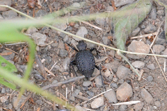 Cychrus tuberculatus