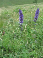 Asyneuma campanuloides