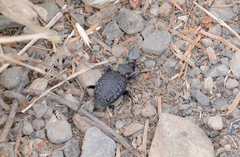 Cychrus tuberculatus