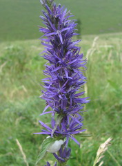 Asyneuma campanuloides