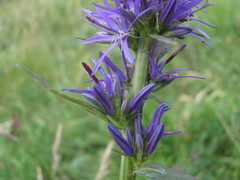 Asyneuma campanuloides