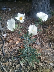 Argemone grandiflora