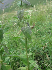 Asyneuma campanuloides