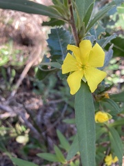 Hibbertia saligna
