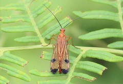 Panorpa penicillata