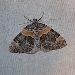 Dysstroma hersiliata