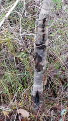 Hakea ferruginea