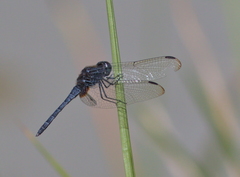 Indothemis limbata