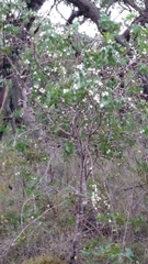 Hakea ferruginea