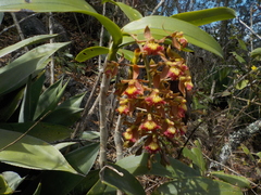 Epidendrum radioferens