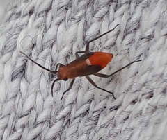 Heteroptera