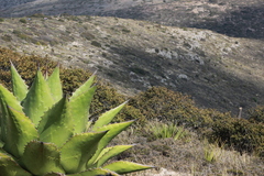 Agave gentryi