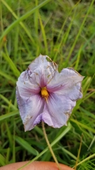 Lycianthes moziniana