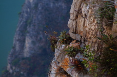 Agave garciamartinezii