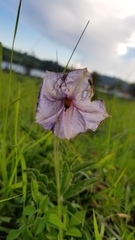 Lycianthes moziniana