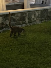 Nasua narica nelsoni