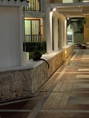 Nasua narica nelsoni