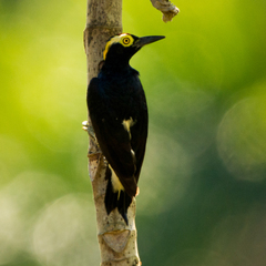 Yellow-Tufted Woodpecker photo 3