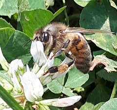 Apis mellifera