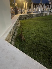 Nasua narica nelsoni