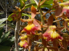 Epidendrum radioferens