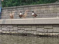 Anas platyrhynchos domesticus