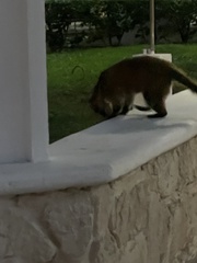 Nasua narica nelsoni