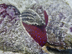 Triplofusus princeps