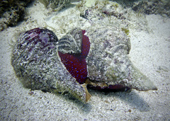 Triplofusus princeps