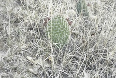 Opuntia polyacantha polyacantha
