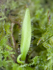 Drosera adelae