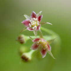 Drosera adelae