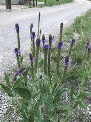 Verbena macdougalii