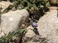 Linum lewisii alpicola